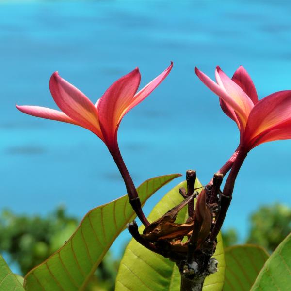 Südsee Französisch Polynesien Frangipani