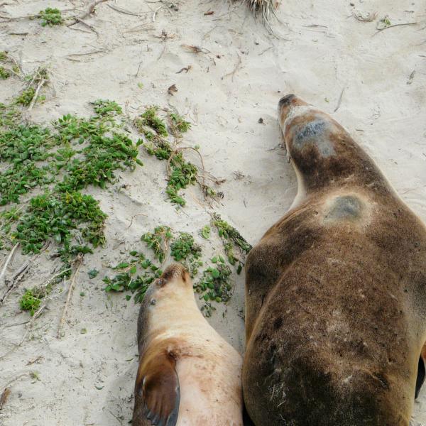 Südaustralien Kangaroo Island Seelöwen Australien entdecken