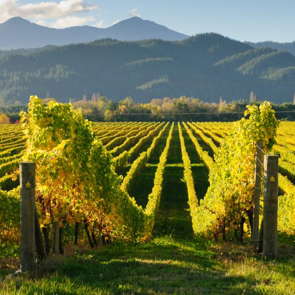 Neuseeland Weinland