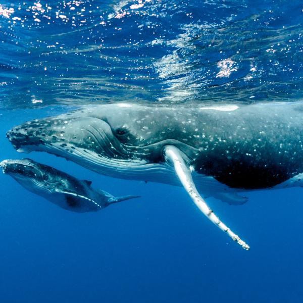 Tonga Paradies der Buckelwale Südsee Wal