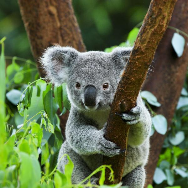 Kurzprogramme Australien Reisebausteine Koala