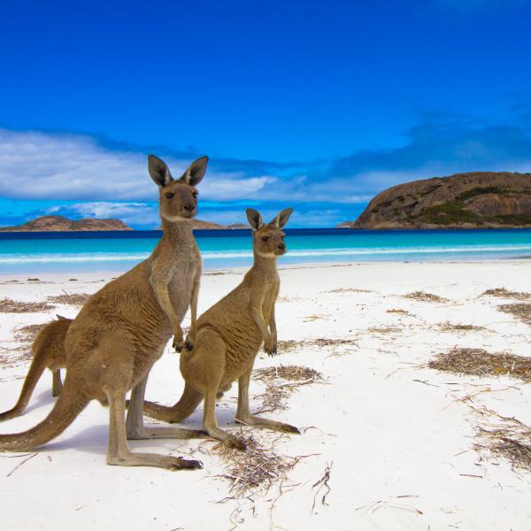 Australien entdecken Känguru Strand