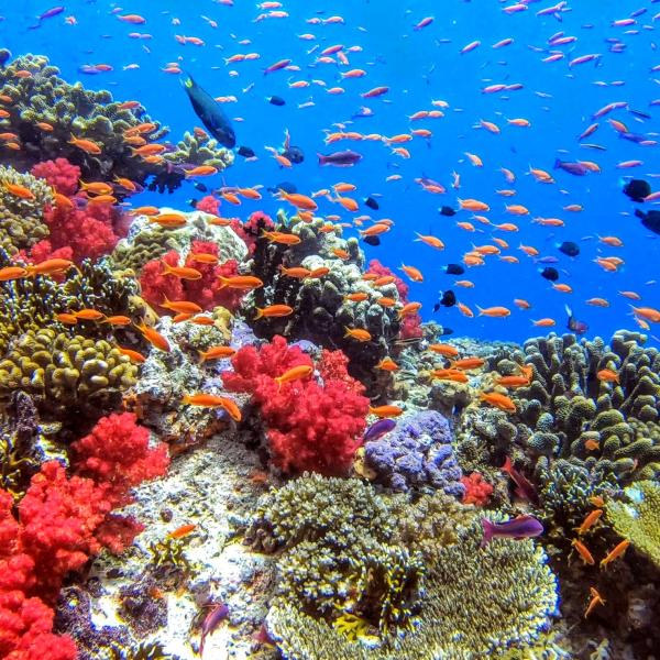 Inselhüpfen Fiji Unterwasserwelt Südsee Korallen 