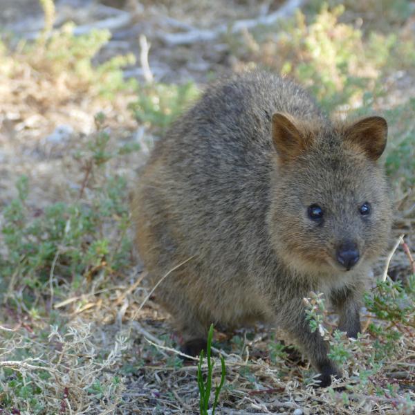 Quokka Rottnest Island Glamping Westaustralien