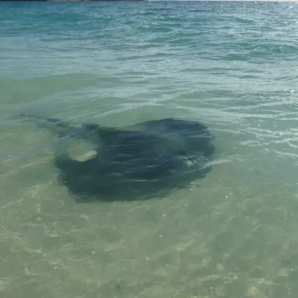 Adlerrochen Hamelin Bay Beach Strand Westaustralien Südwesten