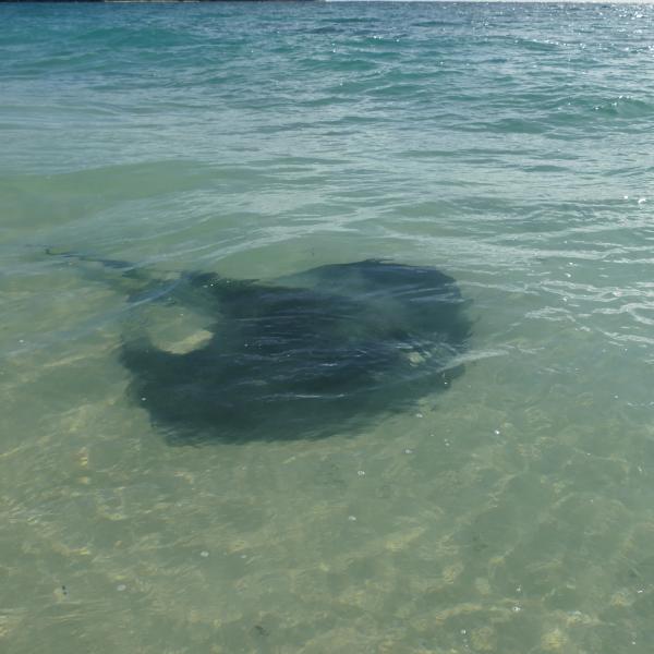 Adlerrochen Hamelin Bay Beach Strand Westaustralien Südwesten