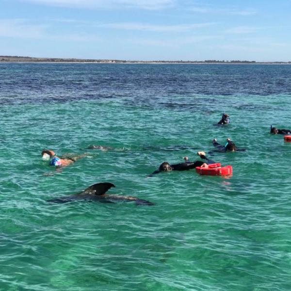 Baird Bay Eyre Halbinsel Südaustralien Seelöwen Schnorcheln Meer