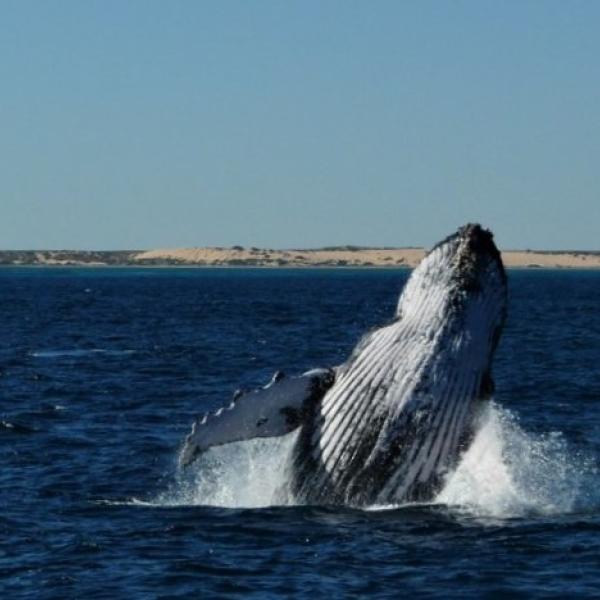 Westaustralien Ningaloo Reef Buckelwal sanfte Meeresriesen entdecken