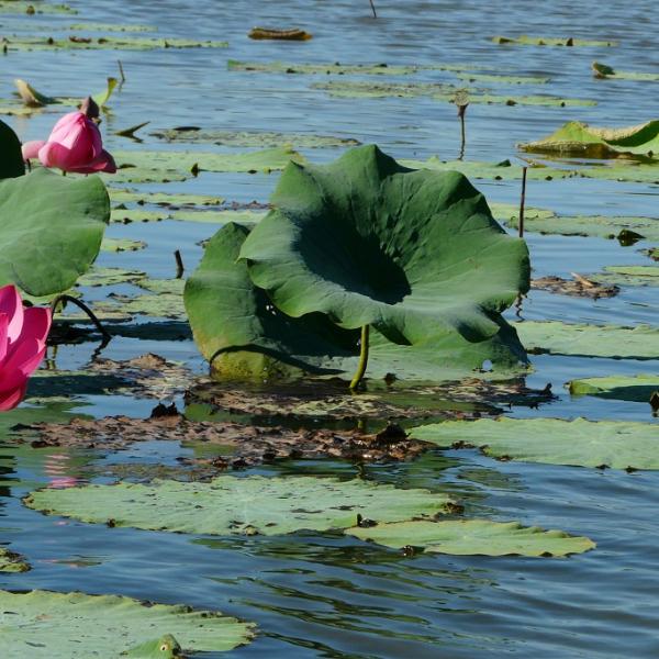 Kakadu Nationalpark Billabong Cruise Seerosen Northern Territory