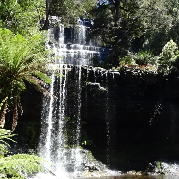 Mount Field Nationalpark Tasmanien Baumfarn Wasserfall Australien
