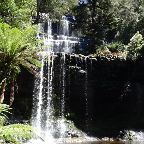Mount Field Nationalpark Tasmanien Baumfarn Wasserfall Australien
