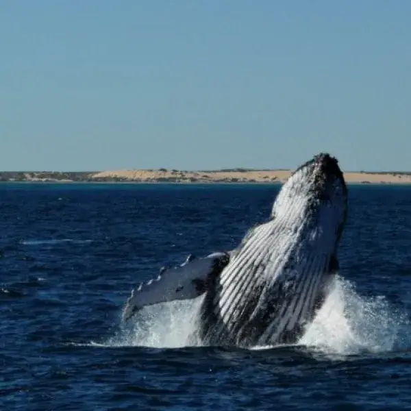 Ningaloo Reef Buckelwal blaues Meer Westaustralien entdecken