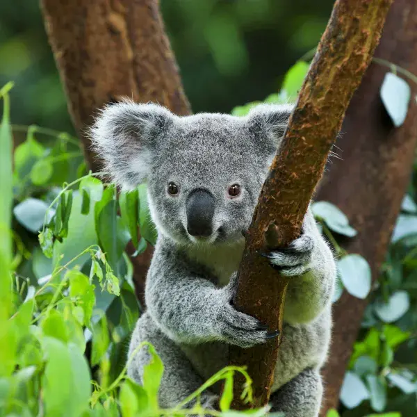 Koala Australien Magnetic Island Queensland entdecken
