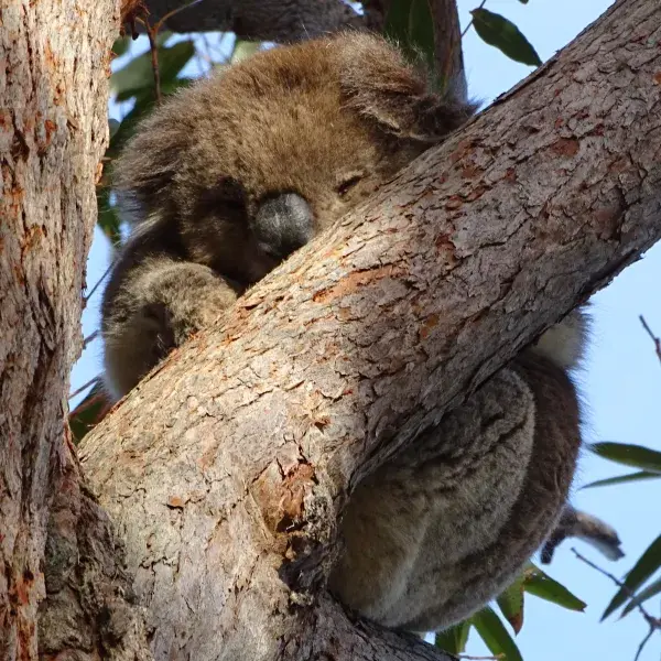 Australien Koala Süden Victoria Mallacoota