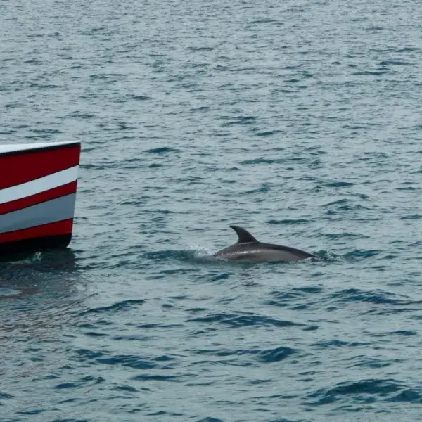 Delfin Bay of Islands Neuseeland