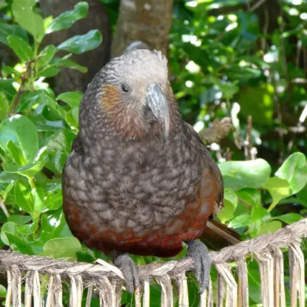 Neuseeland Papagei