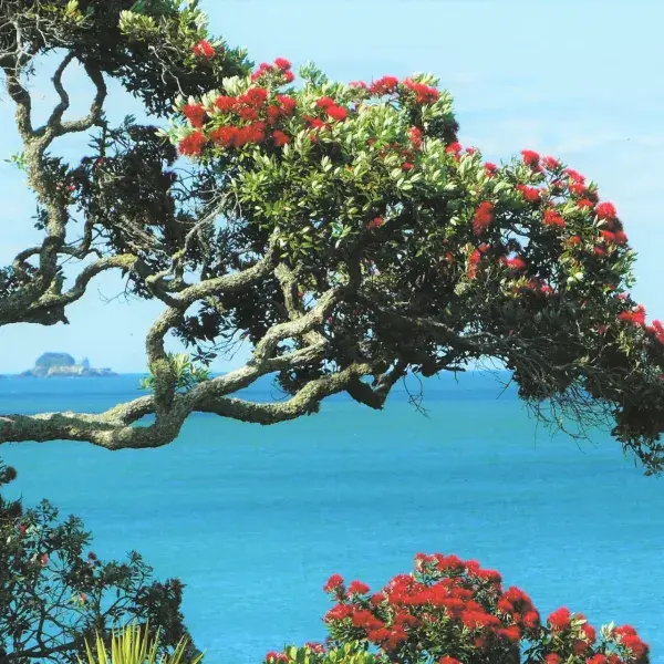 Pohutukawa Neuseeland Nordinsel