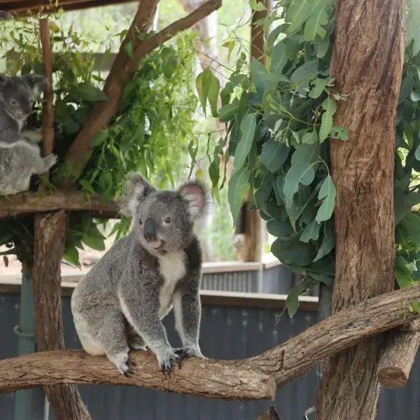 Koala in Australien