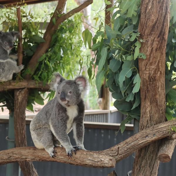 Koala in Australien