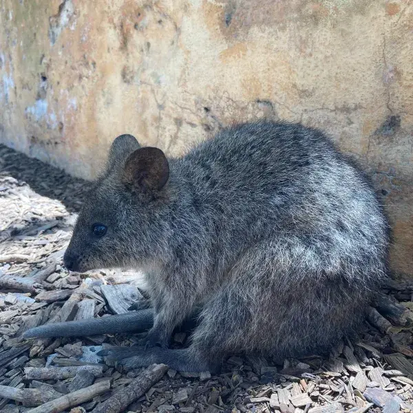Quokka 
