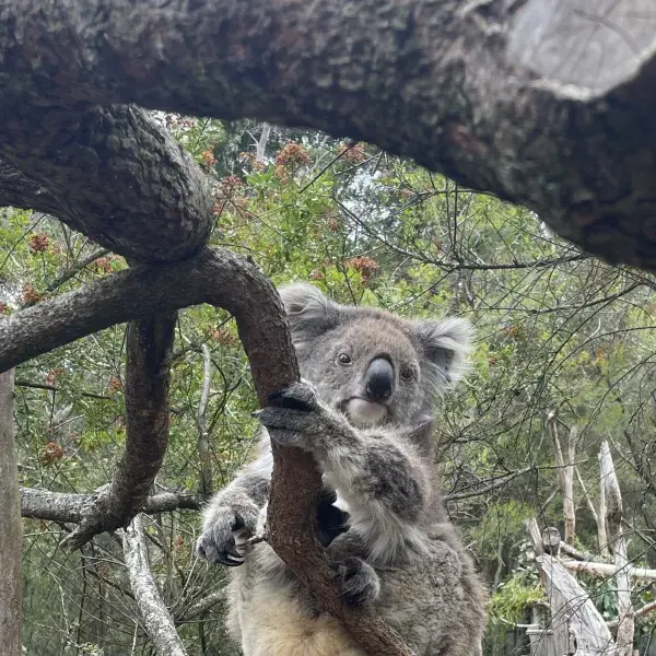 Koala im Baum