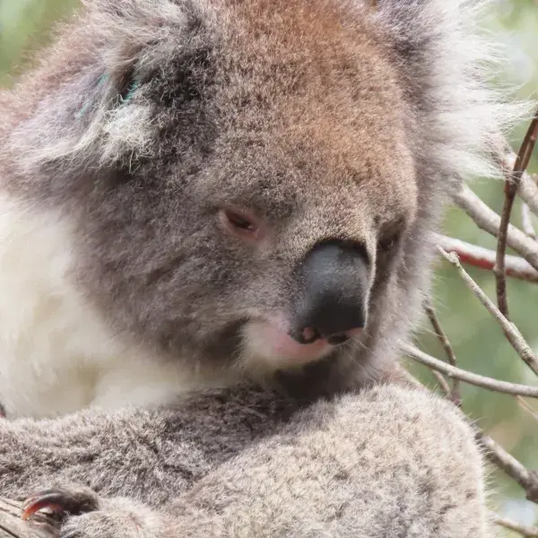 Koala