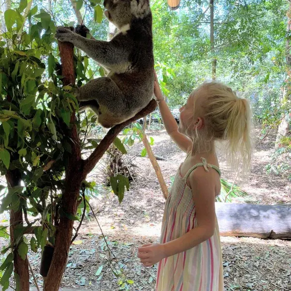 Koalas hautnah
